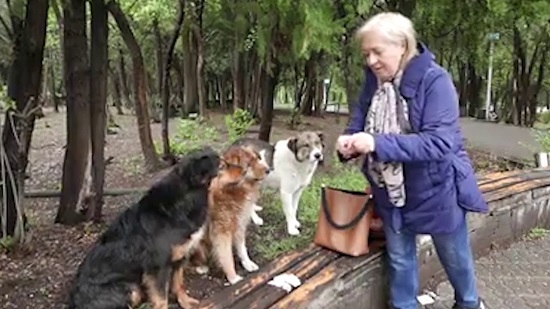 Ինչպե՞ս են թափառող շները խելոք և հերթով սպասում, որ երևանցի կինը կերակրի իրենց