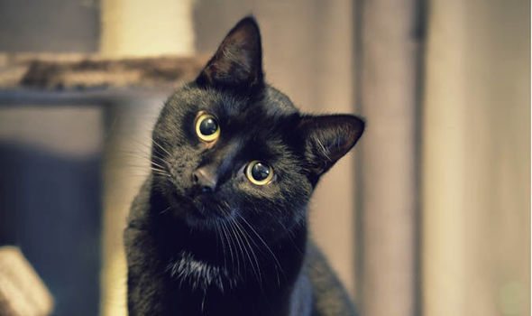 Սևանի գաղութի տարածք մտած կատվի պարանոցին հայտնաբերվել է թմրանյութ և հեռախոսի 4 քարտ