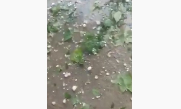 Երեկվա կարկուտից Բազում գյուղն ունի բերքի շուրջ 80-90% կորուստ