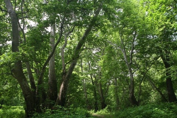 Ամոթ, աբուռ ունե՞ք, խեղճ վարչապետը ինչքա՞ն կարող է ձեր «թիկունքը» ծածկել