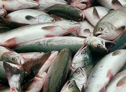 Ձկների զանգվածային սպանդ Հրազդանի ՋԷԿ-ի պատճառով.«Ժողովուրդ»