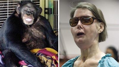 Женщина получила $4 млн из-за нападения шимпанзе