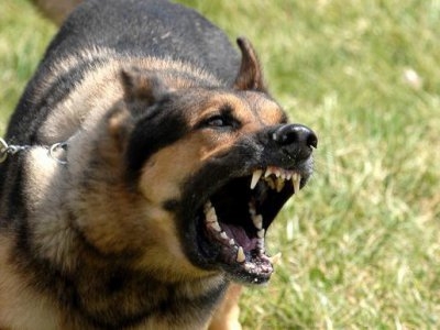  Полицейские подстрелили собаку во время ареста ее хозяина в США