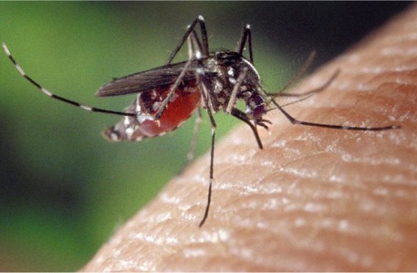 Ինչո՞ւ են մոծակները որոշ մարդկանց խայթում, իսկ որոշներին ՝ ոչ