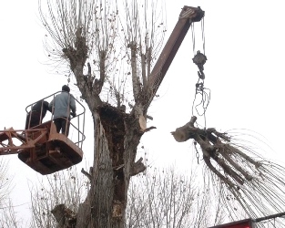 Երբեմն էտվում են, երբեմն էլ՝ հատվում