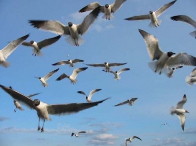 Հայաստանում նվազում են թռչնատեսակները