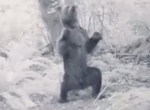 Հարբած արջի պարը ցնցել է համացանցը