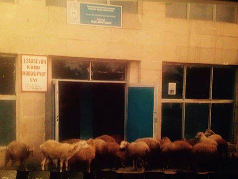 Ադրբեջանում նույնիսկ մշակույթի տունն է վերածվում ոչխարի փարախի