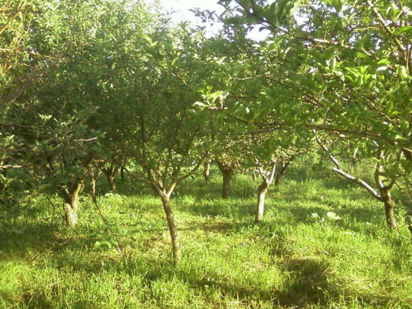 Առակ ծառի մասին