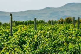 World`s best wine routes: Armenia is in the list 