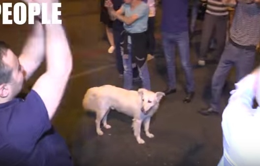 Հայտնի ցուցարար սպիտակ շունը համաշխարհային հռչակ է ձեռք բերել. azatutyun.am