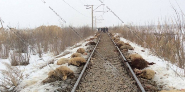 Արարատում գնացքը վրաերթի է ենթարկել ոչխարի հոտը. 140 ոչխար տեղում սատկել է, մոտ 25-ը՝ վիրավորվել