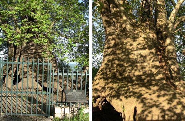 Տնջրի ծառի լեգենդը