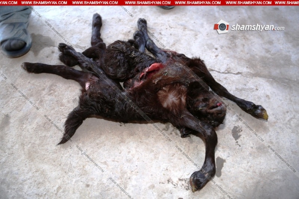 Արտակարգ դեպք. Արմավիրի մարզի Ջրառատ գյուղում 8-ոտանի, 2-պոչանի, 3-աչքանի գառնուկ է ծնվել