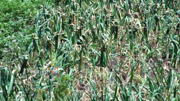 Երաշտի վտանգ կա