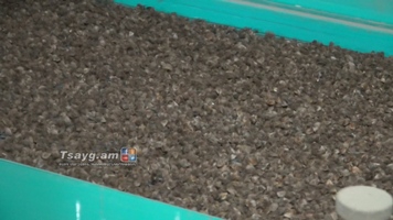 Հայաստանի հյուսիսում հնդկացորեն կվերամշակեն