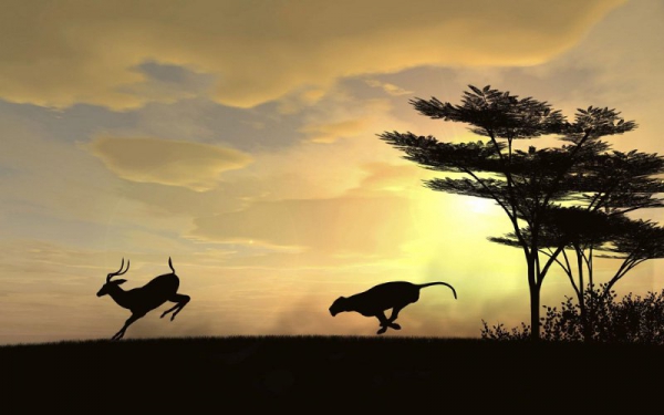 Ստորագրահավաք` որսի դադարեցման համար