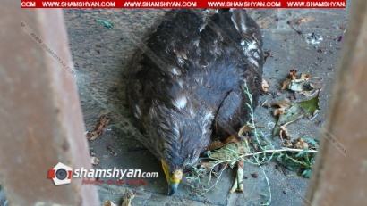 25-ամյա Թևանին, ով հայտնաբերել էր արծվին, օգնության ձեռք են մեկնել թաղամասում բնակվող «Նաֆ-Նաֆն» ու «Նիֆ-Նիֆը»