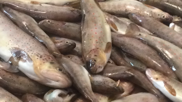 Կարմրախայտի ապօրինի որս՝ «Խոսրովի արգելոց»-ում