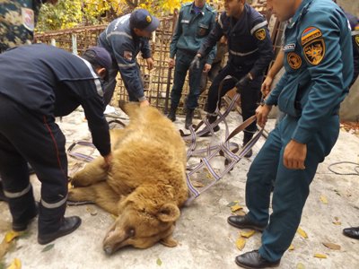 «Արջանոց» ռեստորանային համալիրի երկու արջերին տեղափոխել են Ուրցաձորի ապաստարան