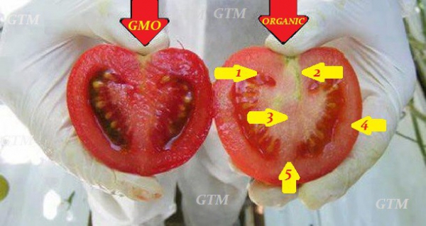 Ինչպե՞ս տարբերել գենետիկորեն մոդիֆիկացված լոլիկն ու եգիպտացորենը