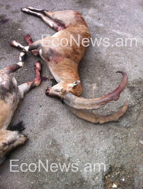 Սպանված արջ, մուֆլոն և բեզոարյան այծ. «արգելված որսի» հերթական դեպքը