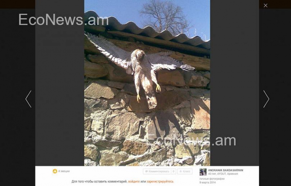 Պատին մեխված և լվացքի պարանին «չորացող» ճուռակներ. բարբարոսությանը «մասնակից» է նաև երեխա 