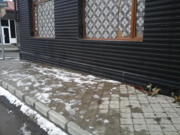 Գյումրու կենտրոնում կրակել են շան վրա, որը անցորդների աչքի առաջ արնաքամ է եղել