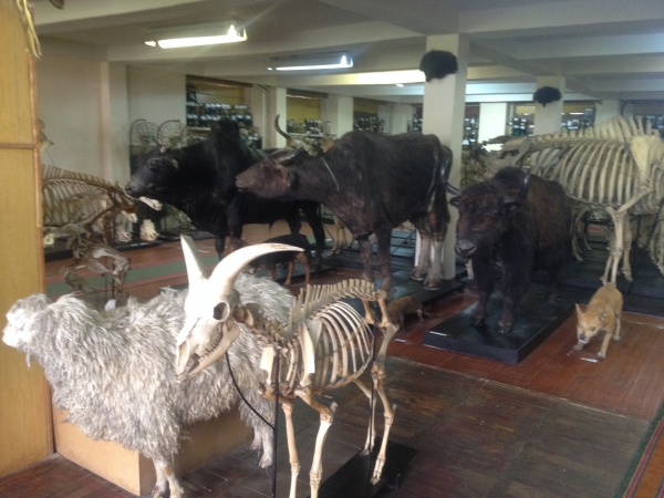 Անատոմիական թանգարանը Կառավարության որոշմամբ տեղափոխել են դպրոց 