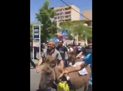 Ու՞ր էին տանում ցուցարարներն ավանակներին 