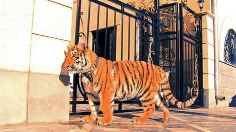 Մանվել Գրիգորյանին պատկանող հանգստյան գոտուց կենդանիներին տեղափոխում են. վագրը հյուծված է