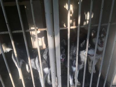 Մանվել Գրիգորյանի առանձնատան շները խնամված են ու կուշտ. «Դինգո Թիմ»-ի հայտարարությունը