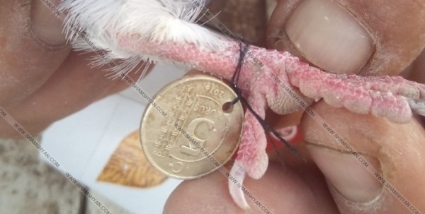 Չինչինի բնակչի աղավնիներին խառնվել են այլ աղավնիներ, որոնց ոտքերին կապված է եղել թուրքական փող