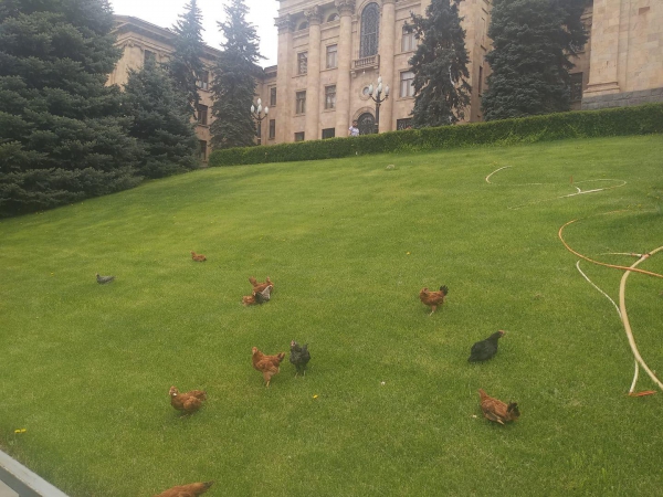 Հավեր ԱԺ-ի բակում. Ոստիկանները փորձում էին բռնել ակցիայի «մասնակից» հավերին