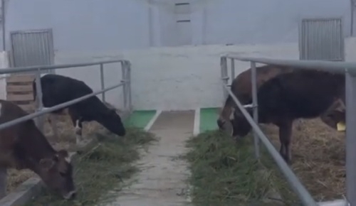 Ստեփանավանում բացվել է նորարարական «խելացի» անասնաշենք