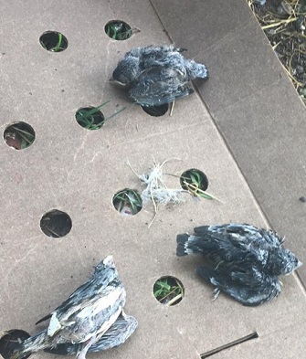 Երևանում քանդել են ծիծեռնակների բները