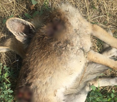 Սպանված աղվեսը Ծիծեռնակաբերդի զբոսայգում. կենդանասերները լուսանկար են հրապարակել